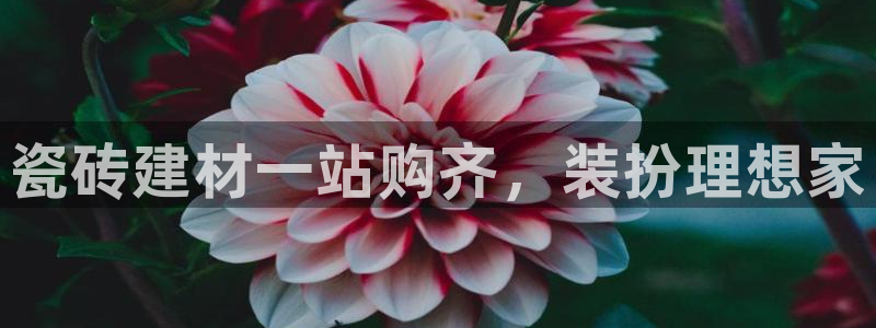 杏鑫平台野马联盟怎么样