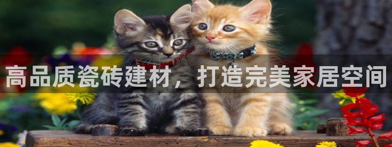 杏鑫手机客户端怎么下载