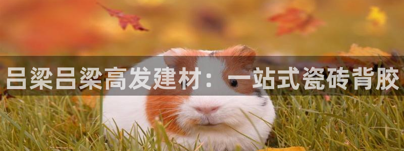 杏鑫娱乐怎么样