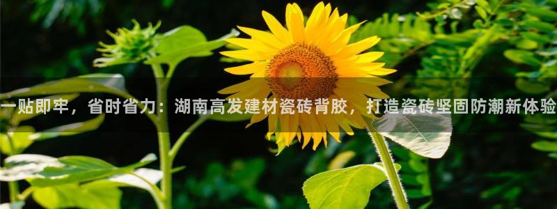 杏鑫官网最新信息